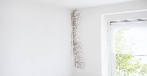 Best Air Quality Testing for Mold Spores  in Bryn Mawr, PA